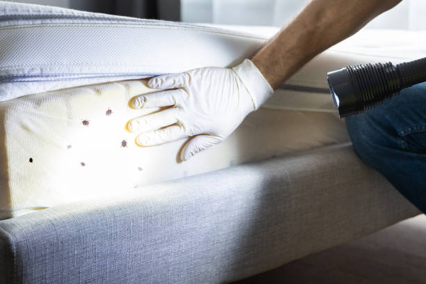 Best Mosquito Control Services  in Madison, SD