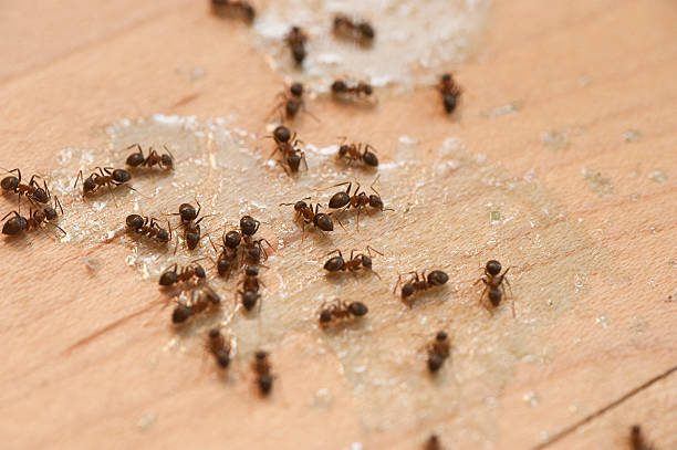 Best Exterminator Services  in Madison, SD