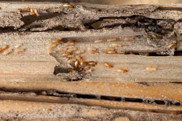 Best Spider Control Near Me  in Madison, SD